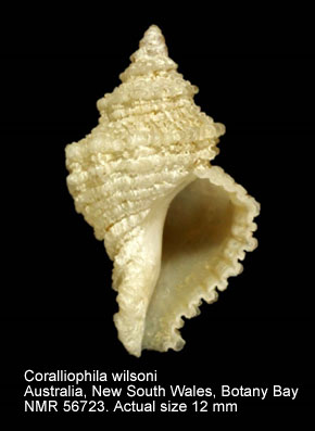 Coralliophila wilsoni.jpg - Coralliophila wilsoniPritchard & Gatliff,1898